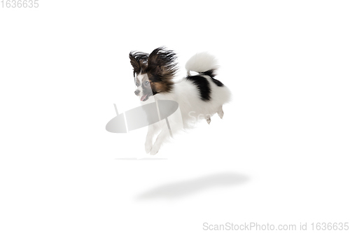 Image of Studio shot of funny Papillon dog isolated on white studio background