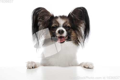 Image of Studio shot of funny Papillon dog isolated on white studio background