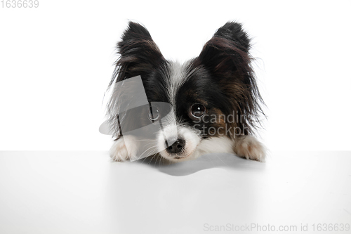 Image of Studio shot of funny Papillon dog isolated on white studio background