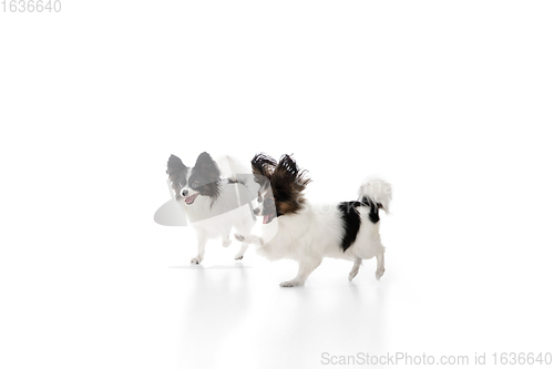 Image of Studio shot of funny Papillon dogs isolated on white studio background