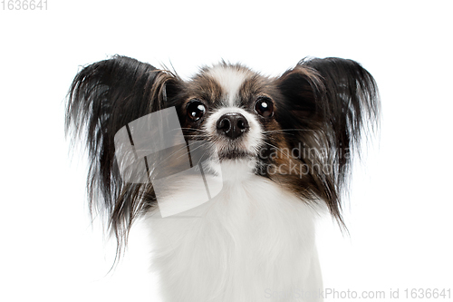 Image of Studio shot of funny Papillon dog isolated on white studio background