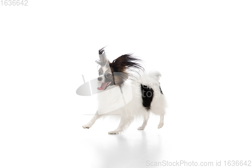 Image of Studio shot of funny Papillon dog isolated on white studio background