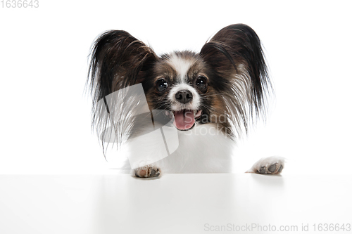 Image of Studio shot of funny Papillon dog isolated on white studio background