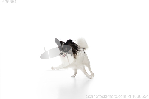 Image of Studio shot of funny Papillon dog isolated on white studio background