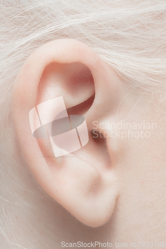 Image of Close up portrait of beautiful albino woman isolated on studio background. Beauty, fashion, skincare, cosmetics concept. Details.