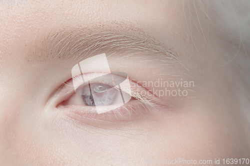 Image of Close up portrait of beautiful albino woman isolated on studio background. Beauty, fashion, skincare, cosmetics concept. Details.