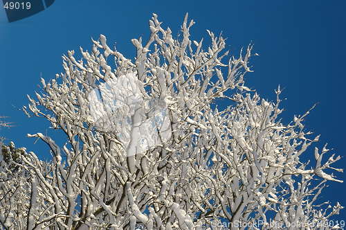 Image of A tree in snow