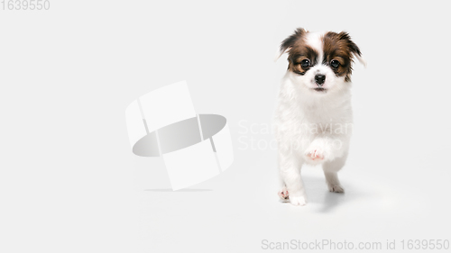 Image of Studio shot of Papillon Fallen little dog isolated on white studio background