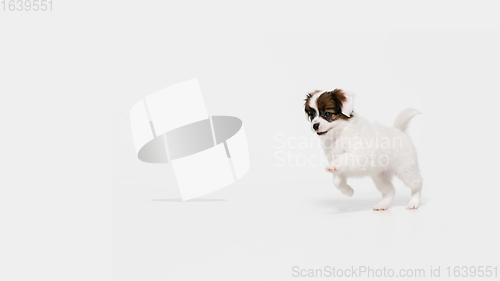 Image of Studio shot of Papillon Fallen little dog isolated on white studio background