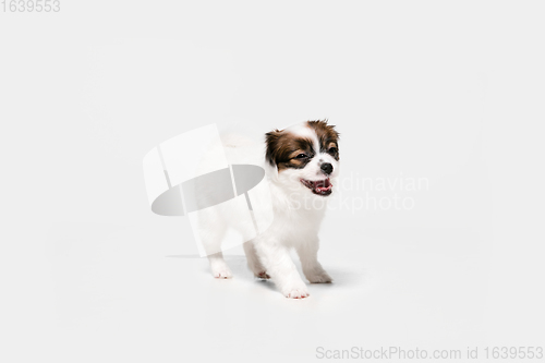 Image of Studio shot of Papillon Fallen little dog isolated on white studio background