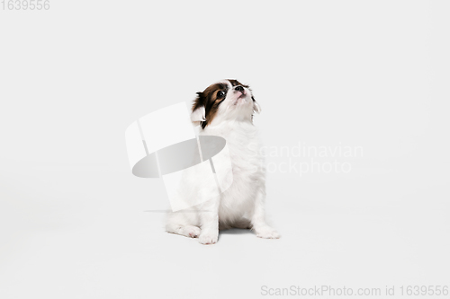 Image of Studio shot of Papillon Fallen little dog isolated on white studio background