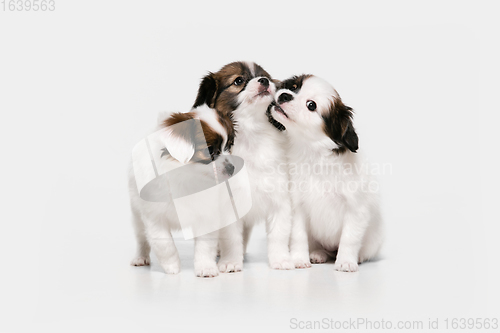 Image of Studio shot of Papillon Fallen little dogs isolated on white studio background