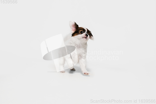 Image of Studio shot of Papillon Fallen little dog isolated on white studio background