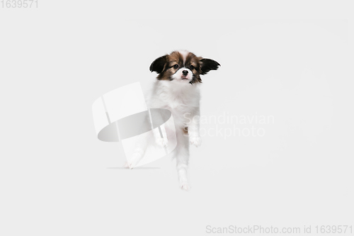 Image of Studio shot of Papillon Fallen little dog isolated on white studio background
