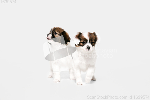 Image of Studio shot of Papillon Fallen little dogs isolated on white studio background