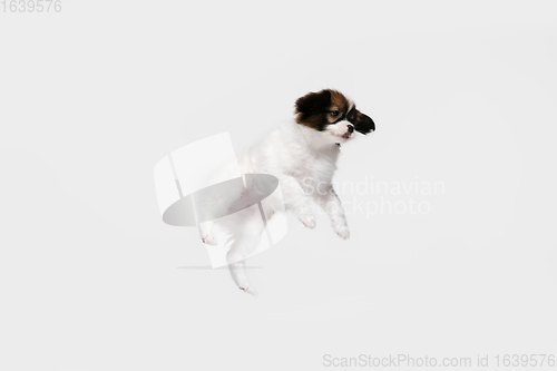 Image of Studio shot of Papillon Fallen little dog isolated on white studio background