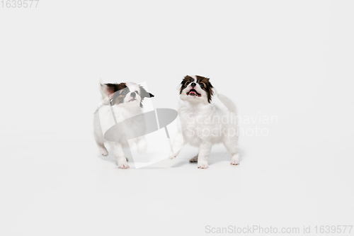 Image of Studio shot of Papillon Fallen little dogs isolated on white studio background