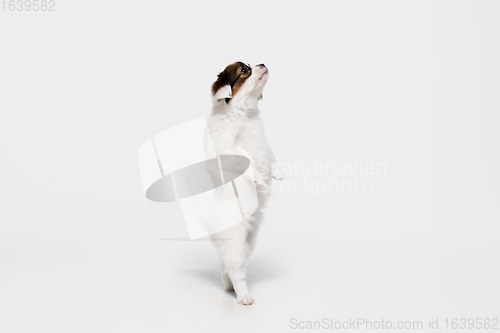 Image of Studio shot of Papillon Fallen little dog isolated on white studio background