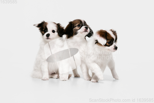 Image of Studio shot of Papillon Fallen little dogs isolated on white studio background