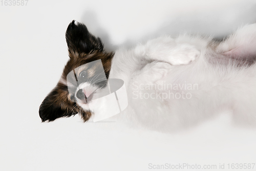 Image of Studio shot of Papillon Fallen little dog isolated on white studio background