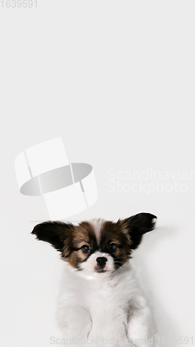 Image of Studio shot of Papillon Fallen little dog isolated on white studio background