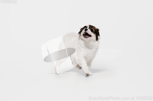 Image of Studio shot of Papillon Fallen little dog isolated on white studio background