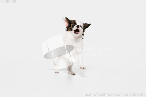 Image of Studio shot of Papillon Fallen little dog isolated on white studio background