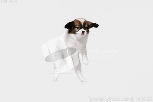 Image of Studio shot of Papillon Fallen little dog isolated on white studio background