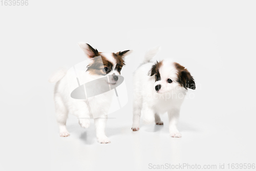 Image of Studio shot of Papillon Fallen little dogs isolated on white studio background