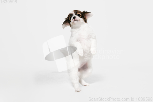 Image of Studio shot of Papillon Fallen little dog isolated on white studio background