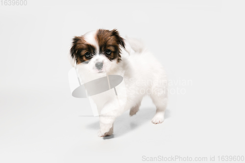 Image of Studio shot of Papillon Fallen little dog isolated on white studio background