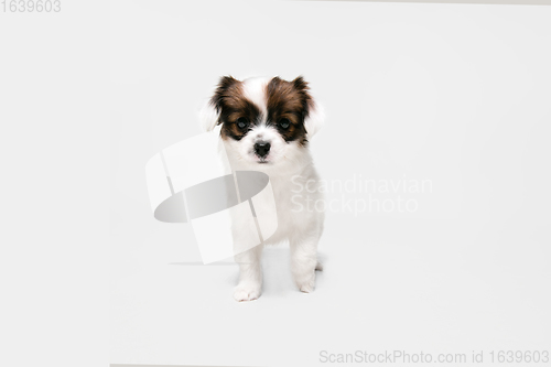 Image of Studio shot of Papillon Fallen little dog isolated on white studio background