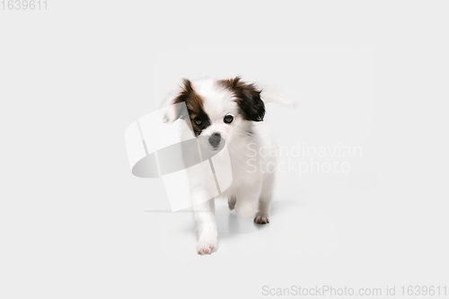 Image of Studio shot of Papillon Fallen little dog isolated on white studio background