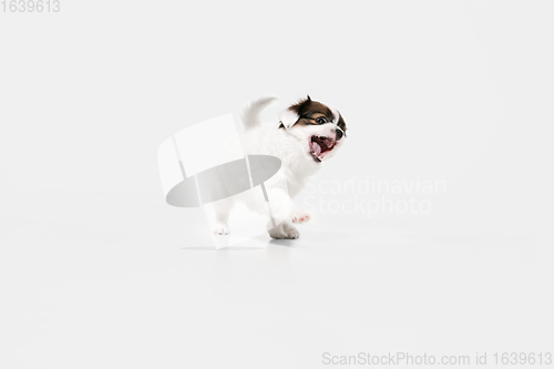 Image of Studio shot of Papillon Fallen little dog isolated on white studio background