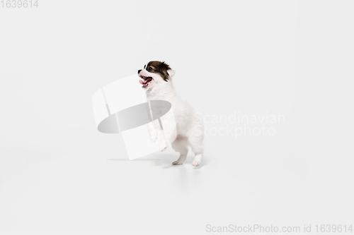 Image of Studio shot of Papillon Fallen little dog isolated on white studio background