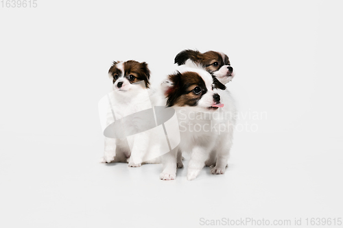 Image of Studio shot of Papillon Fallen little dogs isolated on white studio background