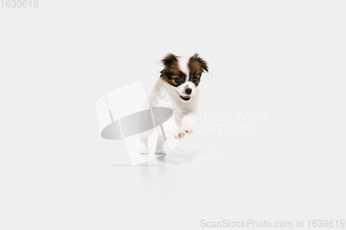 Image of Studio shot of Papillon Fallen little dog isolated on white studio background