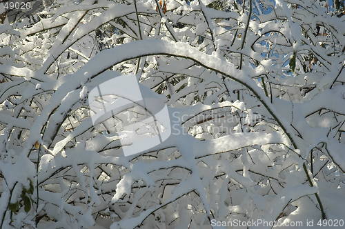 Image of Brances in snow