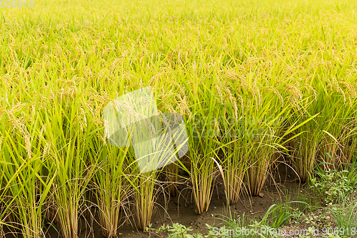 Image of Green rice field