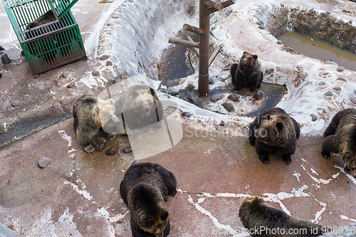 Image of Brown bear looking for snack