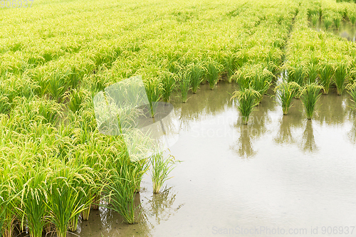 Image of Rice meadow harvest