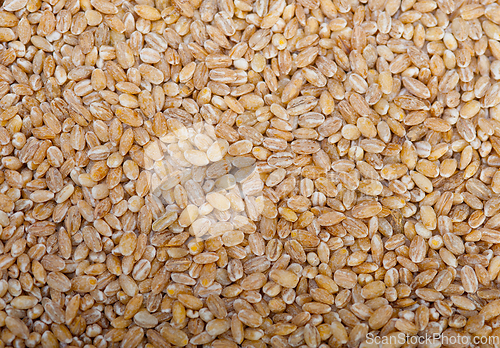 Image of organic barley grains