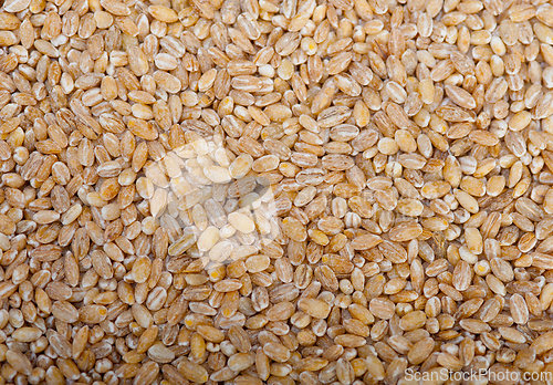 Image of organic wheat grains