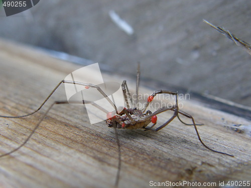 Image of daddy-longleg,stankelbein