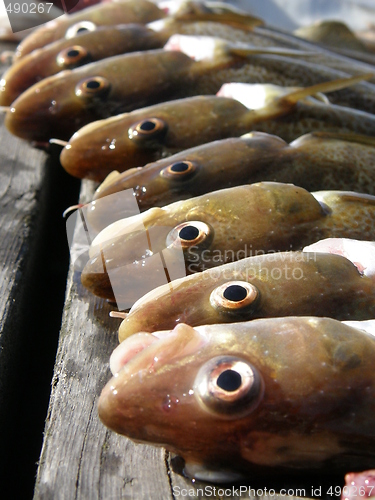 Image of fish heads