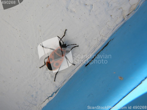 Image of beetle