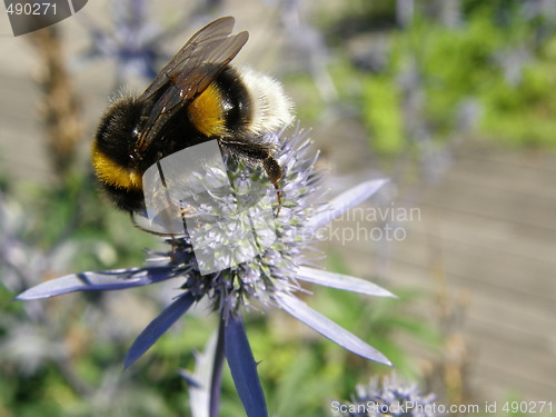 Image of bumblebee