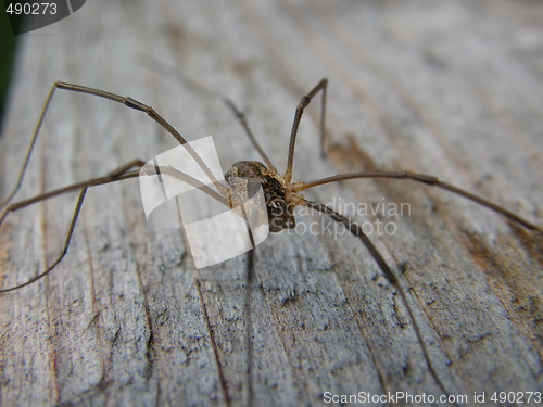 Image of daddy longleg