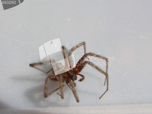 Image of spider