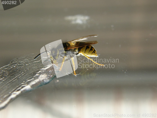 Image of wasp likking jam